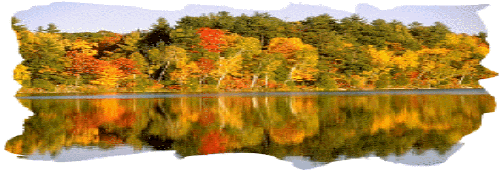 forest reflected in lake SC before the canal