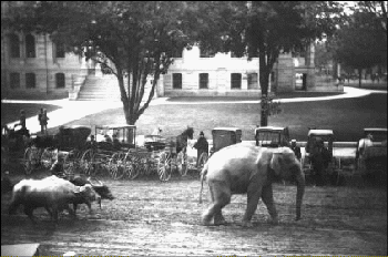 elephantdowntown.gif (89959 bytes)
